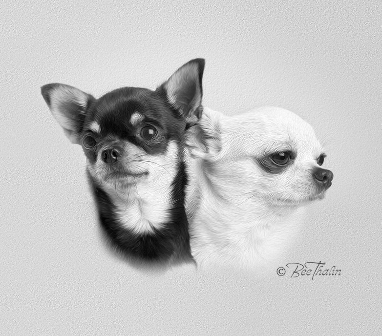 Chihuahuaporträtt
