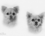 Chihuahuavovvarna