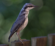 Nötväckan