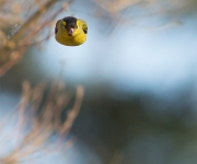 Fink-fink-bollen