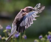 Wings up