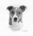 Billy
