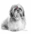 Amanda, Pekinese