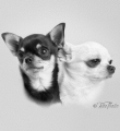 Chihuahuakompisar