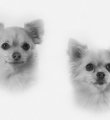 Romeo och Diva