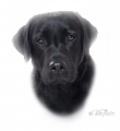 ronja