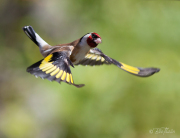 Dirigent med känsla