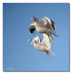 Åh nej, han tar den!