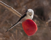 Ska jag, ska jag inte...