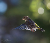 Grönfink under solen