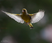 Grönfinken breder ut sina vingar