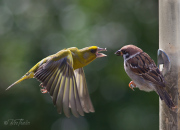 Jag flyttar inte på mig!