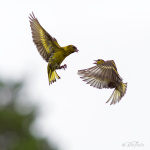 Konversation på hög nivå