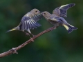 Grönfinkspuss