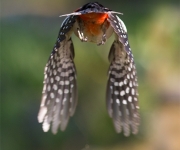 Bye, Bye Hackbird