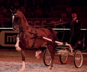 Horse show Globen