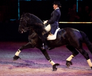 Horse show Globen