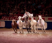 Horse show Globen