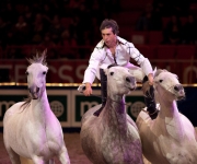 Horse show Globen