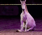 Horse show Globen