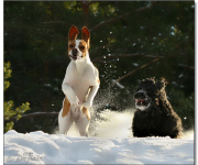 Fellie och Thelma i snön
