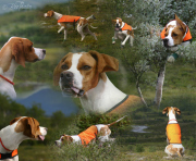 Fellie fjällen potp