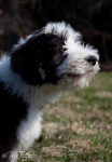 Bernard