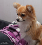 Chihuahua på dagis