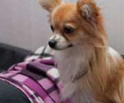 Chihuahua på dagis