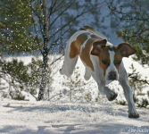 Tippa springer i snön
