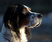 Engelsk setter