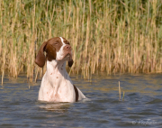På spaning i vattnet