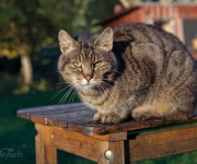 Bondkatten på landet