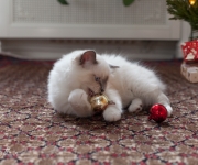 Kattunge med julkulor