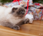 Katt med julsnöre