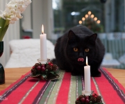 Katt vid juleljus