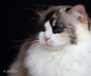 Ragdoll