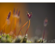 It Takes Two to Tango