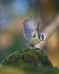 Bluewing