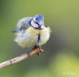 Fluffmes
