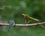 Försvinn från landningsbanan