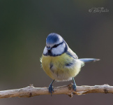 Kaxiga blåmesen