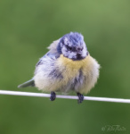 Mamma Fluff
