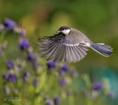 Med blommor under vingarna