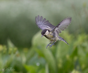 Hopp över grönsakslandet