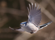 Stjärtmesens flykt