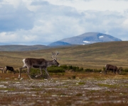 Renar på fjället