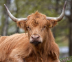 Highland Cattle
