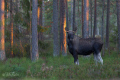 Älg