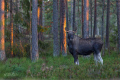 Älgen